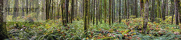 Panorama eines Regenwaldes; British Columbia  Kanada