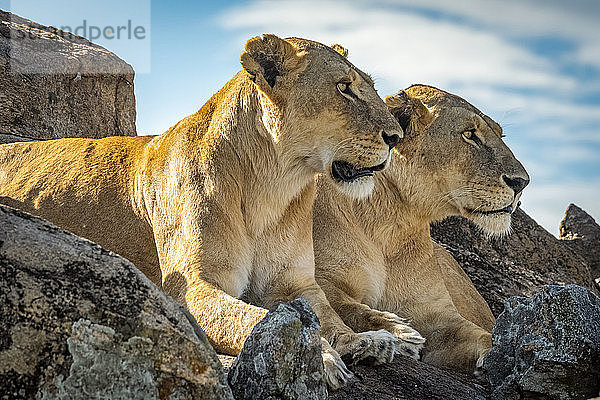 Löwinnen (Panthera leo) liegen sich spiegelnd auf einem Felsen  Cottar's1920s Safari Camp  Maasai Mara National Reserve; Kenia