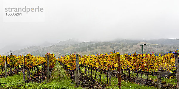 Nebel über einem Weinberg im Herbst  Napa Valley; Kalifornien  Vereinigte Staaten von Amerika