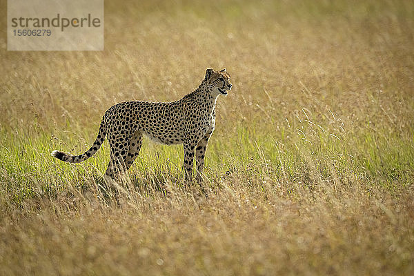 Gepard (Acinonyx jubatus) steht im Profil im langen Gras  Serengeti Under Canvas  Serengeti National Park; Tansania