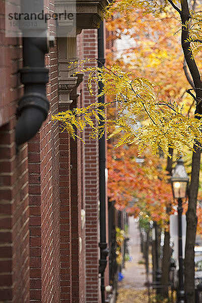 Bäume entlang von Gebäuden  Mount Vernon Street  Beacon Hill  Boston  Suffolk County  Massachusetts  USA