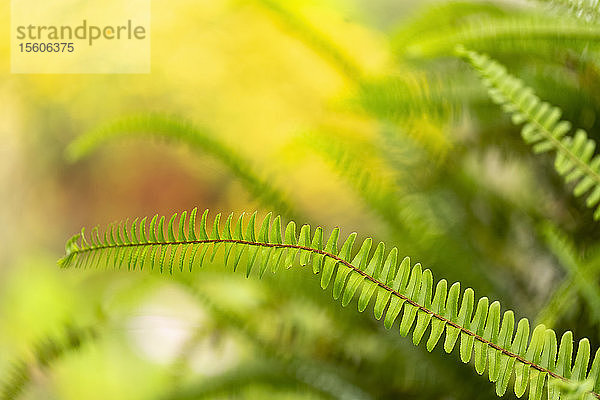 Hellgrünes Laub auf einem Farnwedel im botanischen Garten auf dem Weg zum Haleakala; Maui  Hawaii  Vereinigte Staaten von Amerika