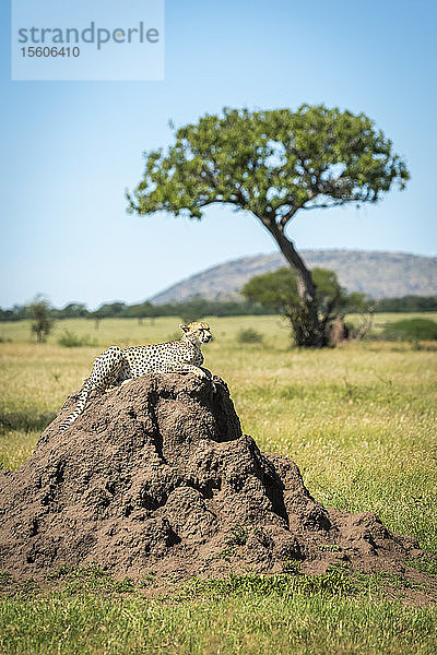 Gepard (Acinonyx jubatus) liegt auf einem Termitenhügel mit einem Baum dahinter  Grumeti Serengeti Tented Camp  Serengeti National Park; Tansania