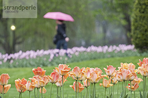 Tulpen in einem Garten  Boston Public Garden  Boston  Suffolk County  Massachusetts  USA