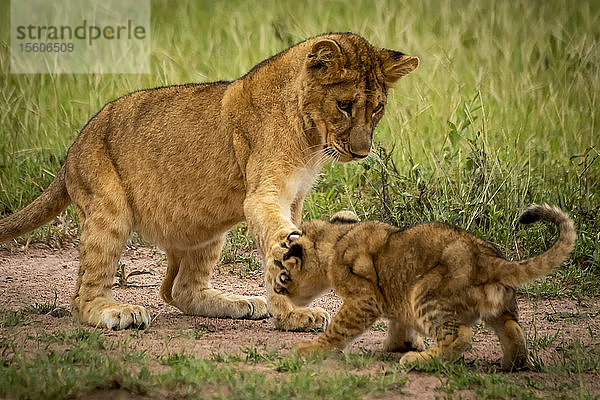 Ein Löwenjunges (Panthera leo) ohrfeigt ein anderes mit der Pfote  Grumeti Serengeti Tented Camp  Serengeti National Park; Tansania