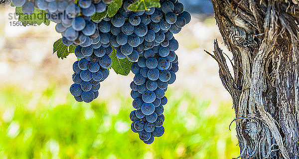 Weintrauben (vitis) an einem Rebstock  Weinberge im Okanagan Valley; British Columbia  Kanada