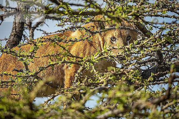 Löwenjunges (Panthera leo) steht im Dornenbusch und beobachtet die Kamera  Grumeti Serengeti Tented Camp  Serengeti National Park; Tansania