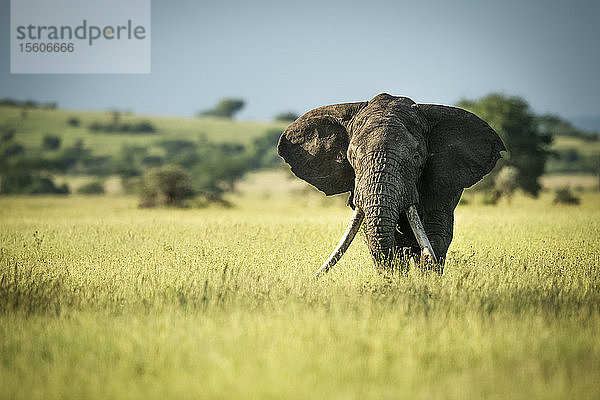 Afrikanischer Buschelefant (Loxodonta africana) steht im langen Gras  Grumeti Serengeti Tented Camp  Serengeti National Park; Tansania