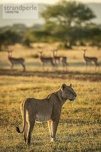 Impala (Aepyceros melampus) im Harem beobachtet Löwin (Panthera leo) in der nahen Savanne  Grumeti Serengeti Tent Camp  Serengeti National Park; Tansania