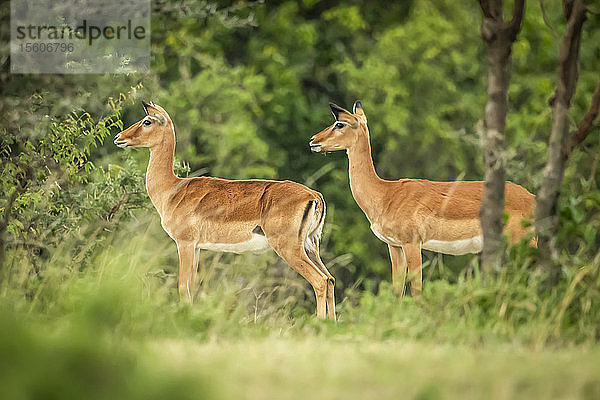 Zwei weibliche Impalas (Aepyceros melampus) stehen zusammen und schauen nach links  Cottar's 1920s Safari Camp  Maasai Mara National Reserve; Kenia