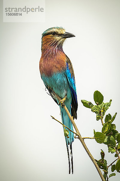 Lila Bruströtchen (Coracias caudatus Linnaeus) auf dünnem Ast  nach rechts schauend  Cottar's 1920s Safari Camp  Maasai Mara National Reserve; Kenia