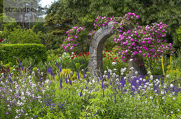 Blühende Blumen  VanDusen Gardens; Vancouver  British Columbia  Kanada