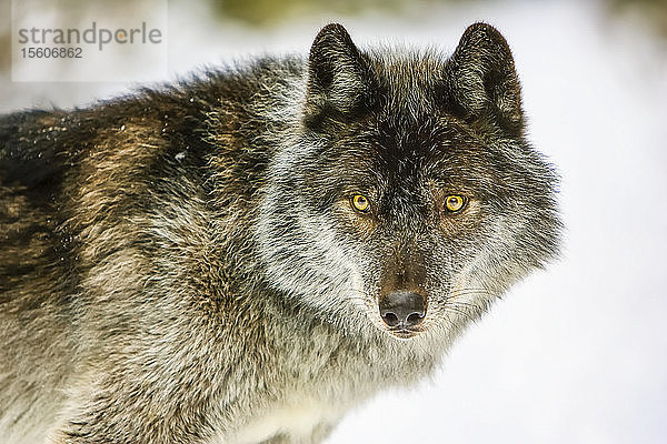 Nahaufnahme eines Wolfs (Canis lupus)  der in die Kamera schaut; Golden  British Columbia  Kanada