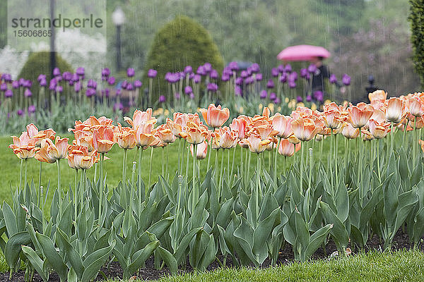 Tulpen in einem Garten  Boston Public Garden  Boston  Suffolk County  Massachusetts  USA