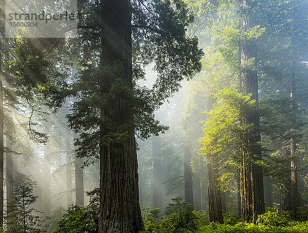 Sonnenstrahlen auf dem Wald in den California Redwoods; Kalifornien  Vereinigte Staaten von Amerika