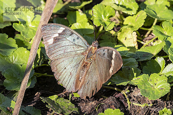 Schmetterling (Lepidoptera)  Bigodi Wetland Sanctuary  Bwindi Impenetrable Forest; Westliche Region  Uganda