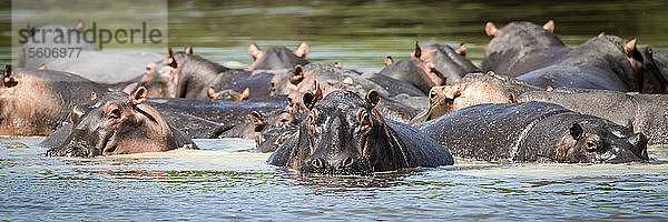 Panorama einer Nilpferdherde (Hippopotamus amphibius) in einem ruhigen Fluss  Grumeti Serengeti Tented Camp  Serengeti National Park; Tansania