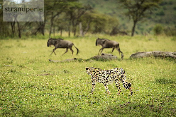 Männlicher Gepard (Acinonyx jubatus) beobachtet zwei galoppierende Weißschwanzgnus (Connochaetes taurinus)  Klein's Camp  Serengeti National Camp; Tansania