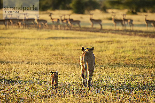 Impala (Aepyceros melampus) Harem beobachtet Löwin und Jungtier (Panthera leo) im Anflug  Grumeti Serengeti Tent Camp  Serengeti National Park; Tansania