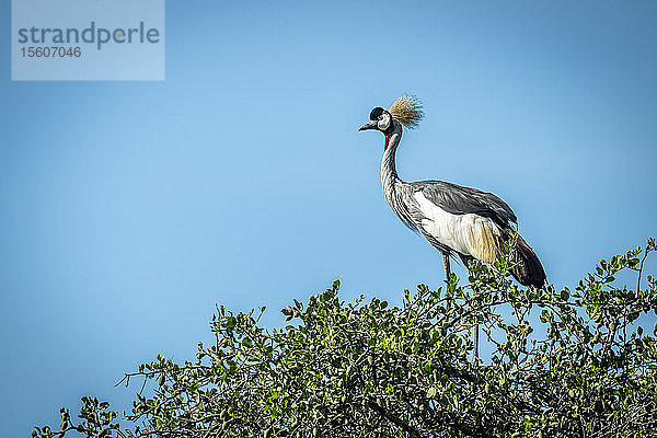 Graukronenkranich (Balearica regulorum) im Profil in einem Baum  Grumeti Serengeti Tented Camp  Serengeti National Park; Tansania