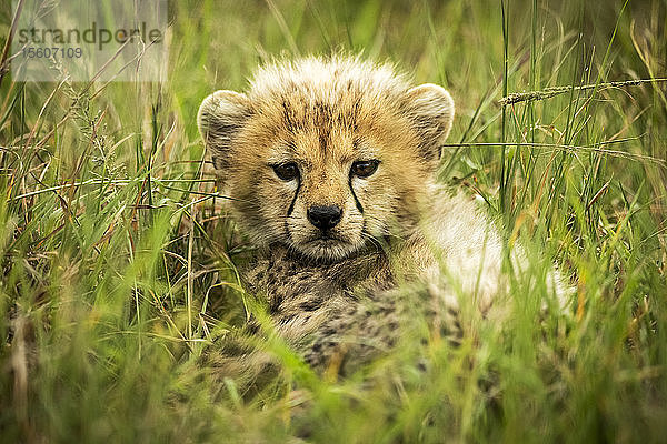 Gepardenjunges (Acinonyx jubatus) liegt im Gras und beobachtet die Kamera  Grumeti Serengeti Tented Camp  Serengeti National Park; Tansania