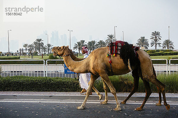 Seitenansicht eines arabischen Mannes mit zwei Kamelen  der eine Straße entlangläuft  Doha  Katar