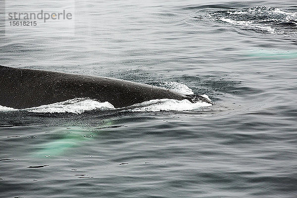 Naturaufnahme eines Buckelwals (Megaptera novaeangliae)  der in der Wilhelmena-Bucht auf der Antarktischen Halbinsel schwimmt und einen Meter vor einem Zodiak auftaucht. Die Wale wandern im Sommer hierher  um sich von Krill zu ernähren. Die Krillbestände sind um über 50 % zurückgegangen. Sie ernähren sich von Algen  die auf der Unterseite des Meereises wachsen. Wenn das Meereis schmilzt  gehen sowohl Algen als auch Krill zurück.