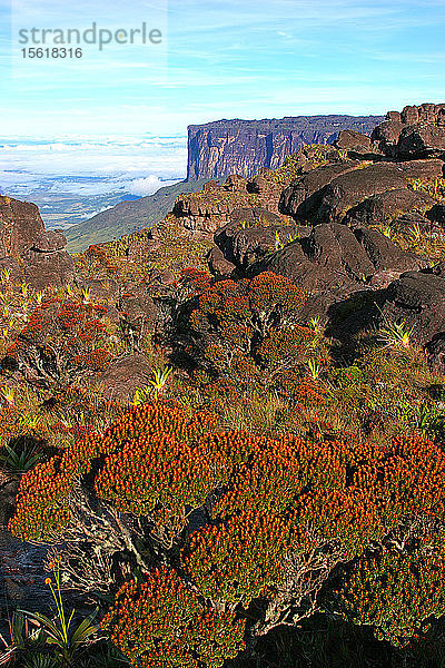 Endemische Flora auf einem Tepui Roraima im Canaima-Nationalpark  Venezuela
