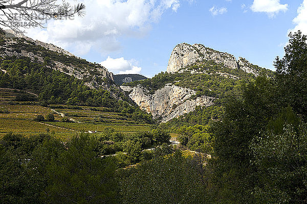 Terrassenförmige Weinberge ziehen sich an den Hängen der Dentelle im Departement Vaucluse in der Provence empor.