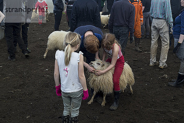 Junge Mädchen helfen beim Sortieren der Schafe beim jährlichen Herbstschafauftrieb in Svinavatn  Island. Eine Isländerin sortiert Schafe beim alljährlichen Herbstschafauftrieb in Svinavatn  Island. Jedes Jahr im September werden mehr als 10 000 isländische Schafe nach Hause getrieben  nachdem sie den ganzen Sommer über frei in den Bergen und Tälern geweidet haben. Dieser Schafstrieb  Rettir genannt  ist eine der ältesten kulturellen Traditionen Islands.