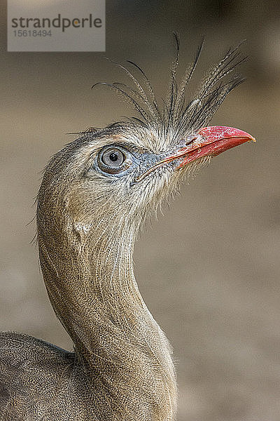 Porträt von Cariamaï¾ cristata inï¾ Parque das Aves  Parana  Brasilien  Rotbeinige Seriemaï¾