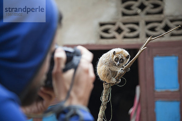 Robert Hahn fotografiert einen langsamen Loris (Nycticebus sp.)  der aus dem umliegenden Wald gefangen und als Haustier in Ban Had Dan  Laos  gehalten wird.