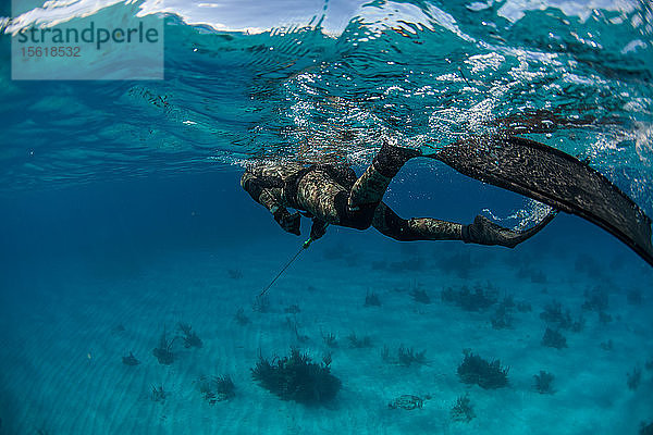Mann schwimmt unter Wasser beim Speerfischen im Meer  Clarence Town  Long Island  Bahamas