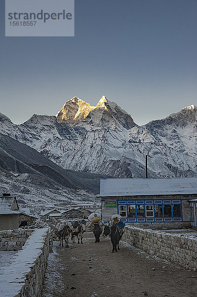 Beladene Yaks in einem Bergdorf in der Winterdämmerung  Solukhumbu  Nepal