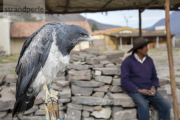 Ein in Gefangenschaft lebender Adler und sein Besitzer werden in Maca  Peru  fotografiert.