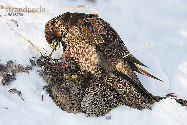 Ein Falke mit einem gejagten Fasan auf Schnee