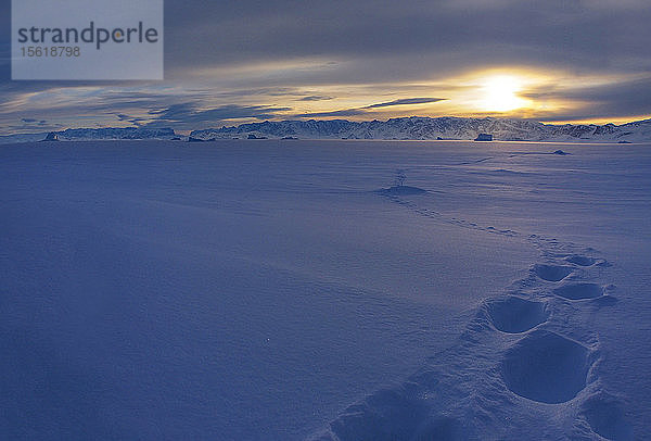 Eisbärenspuren in einem abgelegenen Teil des zugefrorenen Scoresby Sound in Grönland