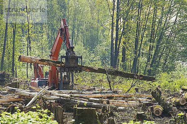 Foto eines Baggers  der Baumstämme für ein Neubaugebiet am Fraser River in Metro Vancouver  Pitt Meadows  British Columbia  Kanada  transportiert