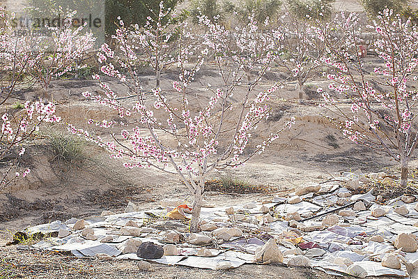 Blühende  tropfenbewässerte Mandelbäume (Prunus amygdalus) in einer Plantage außerhalb von Ezuz  Israel.