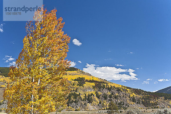 Blick auf eine Herbstlandschaft mit Bergen und Bäumen  Top of the Rockies Scenic Byway  Camp Hale  Colorado  USA