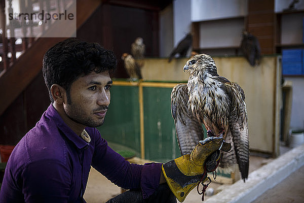 Mann hält Falke auf dem Falkenmarkt  Falcon Souk  Doha  Katar