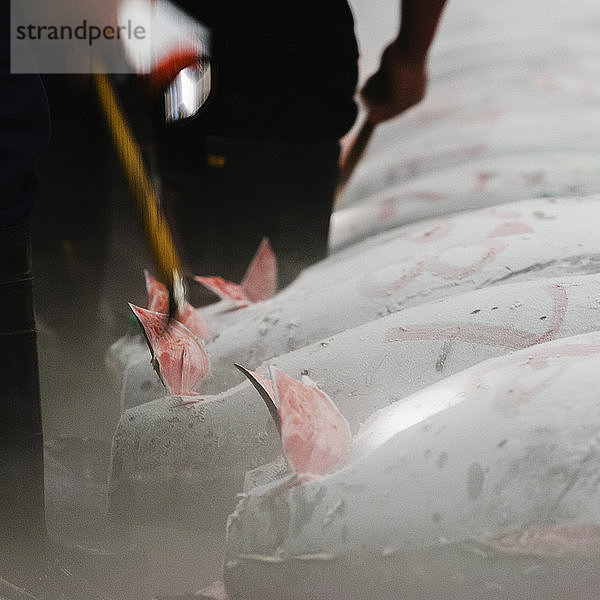 Gefrorener Fischkadaver auf dem Tsukiji-Fischmarkt. Der Tsukiji-Markt ist vor allem als einer der größten Fischmärkte der Welt bekannt und ist eine Hauptattraktion für ausländische Besucher.