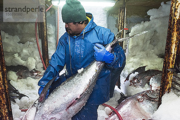Ein Deckshelfer bewegt große Fische in der mit Eis gefüllten Gefriertruhe eines kommerziellen Fischereibootes  San Diego  Kalifornien  USA
