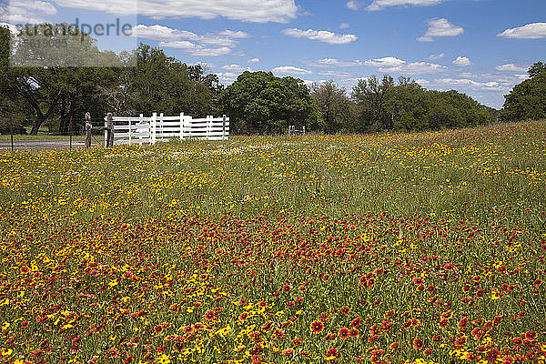 Ein Feld mit Wildblumen (Indian Blanket gemischt mit Coreopsis) gedeiht auf der LBJ Ranch driving loop  Lyndon B. Johnson National Historical Park  Stonewall  TX.