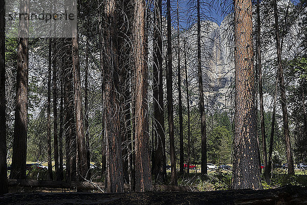 Trockene Yosemite-Wasserfälle  Waldbrandschutzgebiet  Yosemite-Nationalpark  CA