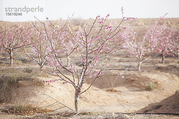 Blühende  tropfenbewässerte Mandelbäume (Prunus amygdalus) in einer Plantage außerhalb von Ezuz  Israel.