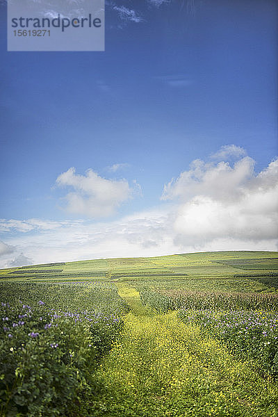 Blumenfeld mit blauem Himmel  Cuso  Peru