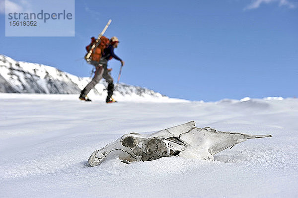 Skifahrer schleppen einen Cache zum Camp One auf dem Sheep Glacier in Vorbereitung auf eine Skibesteigung des Mount Sanford im Wrangell-St. Elias National Park außerhalb von Glennallen  Alaska  im Juni 2011. Der Mount Sanford ist mit 16.237 Fuß der sechsthöchste Berg der Vereinigten Staaten. (Modellfreigabe: Patrick Gilroy)