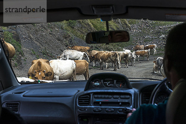 Kühe blockieren den Weg auf der unbefestigten Straße von Tblisi nach Shatili in der Republik Georgien