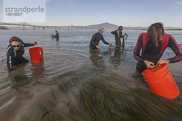 Fünf Personen sammeln Seegras für die Wiederherstellung der Bucht von Point Molate  Kalifornien  USA
